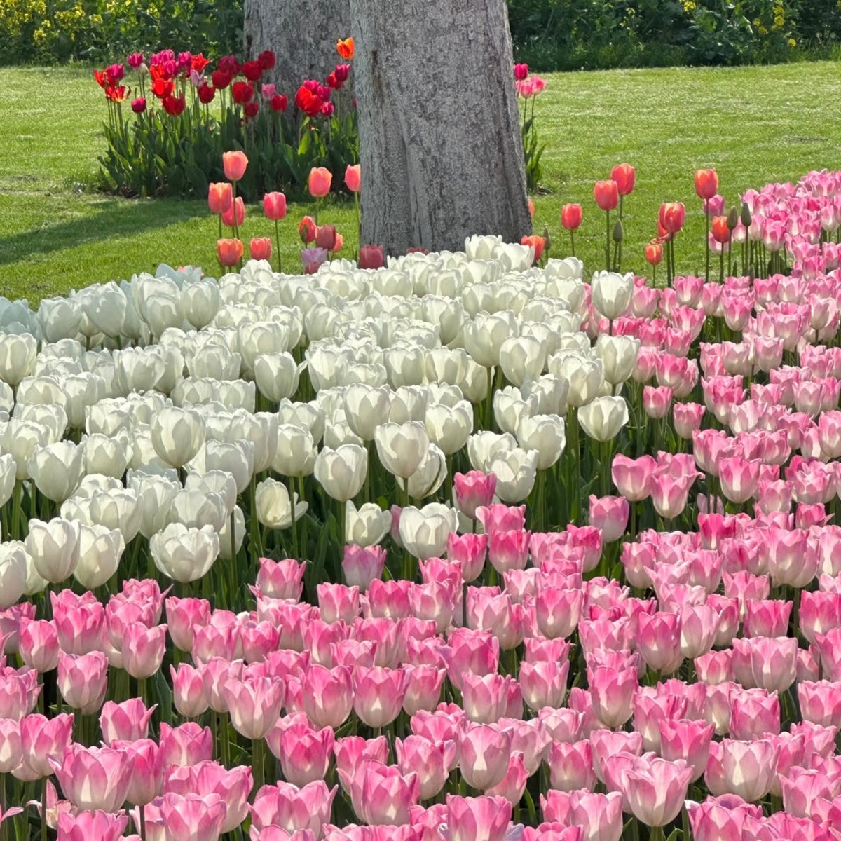 🌷⋆. ݁Create a Garden Full of Elegant Tulips