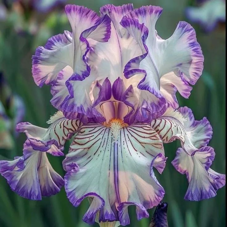 Rare & Exotic Iris Bulbs ⚜️ Unique Blooms That Impress