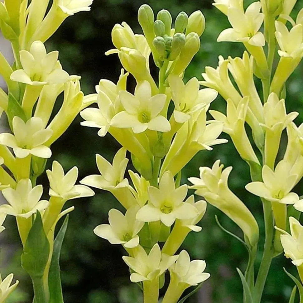 🌸 Double Fragrant Tuberose Bulbs — Let Every Evening Bloom With Sweet Scent ✨💫