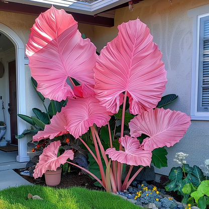 🌈 Giant Caladium Bulbs 🎊The color wizard that creates a dream garden 🌿✨