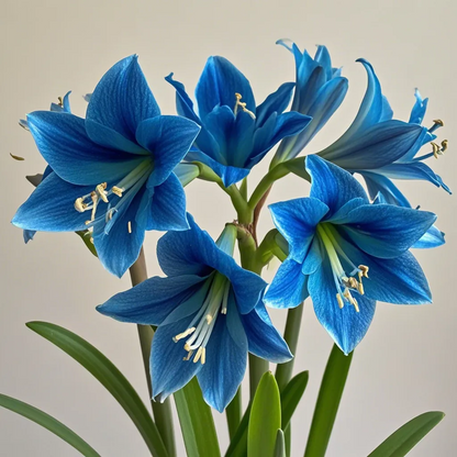 Big blooms • Easy care • Unique colors🏠🌈Exotic Rare Amaryllis Bulbs for Stunning Spring Flowers🌼