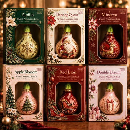 🔥 No Soil! No Water! Just Blooms! 🎄🌺 Watch These Holiday Waxed Amaryllis Bulbs Come to Life!
