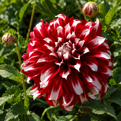 🎅 Rare Santa Claus Dahlia Bulbs – Christmas Magic in Your Garden 🌸🎄