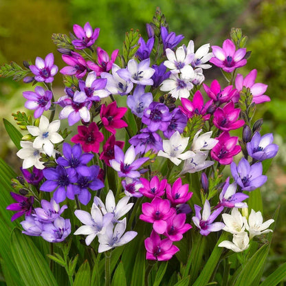 Premium Rain Lily Bulbs-Repeat-Blooming • Heat-Tolerant