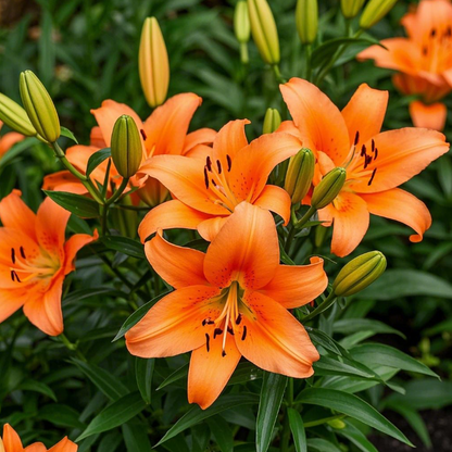 🌺🍷Double Perfume Lily Bulbs—Fresh and Sweet