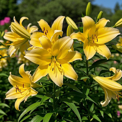 🌺🍷Double Perfume Lily Bulbs—Fresh and Sweet
