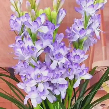 🌸 Double Fragrant Tuberose Bulbs — Let Every Evening Bloom With Sweet Scent ✨💫