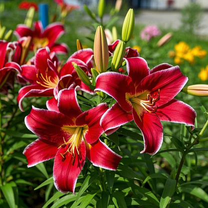 🌺🍷Double Perfume Lily Bulbs—Fresh and Sweet