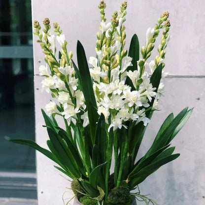 🌸 Double Fragrant Tuberose Bulbs — Let Every Evening Bloom With Sweet Scent ✨💫