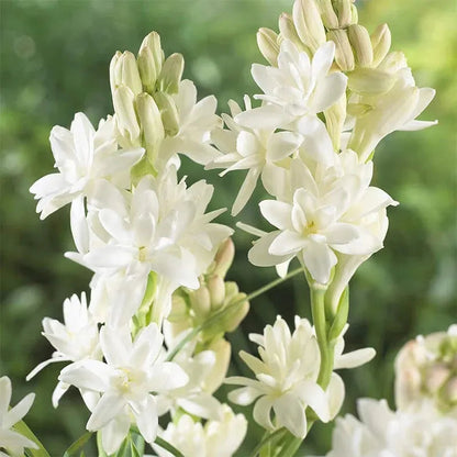 🌸 Double Fragrant Tuberose Bulbs — Let Every Evening Bloom With Sweet Scent ✨💫