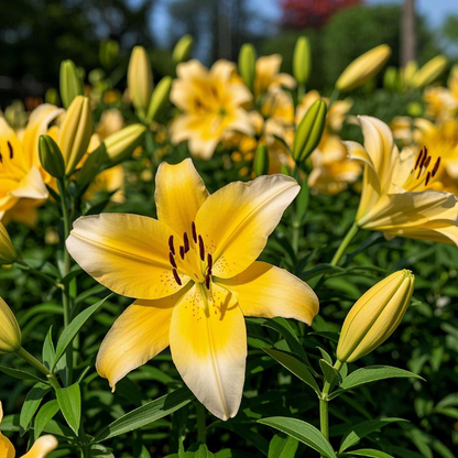🌺🍷Double Perfume Lily Bulbs—Fresh and Sweet