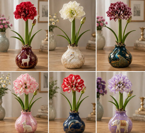 🌺 Waxed Double Amaryllis Bulb – No Soil, No Water, Just Beautiful Blooms – A Unique Holiday Flower Gift 🎁