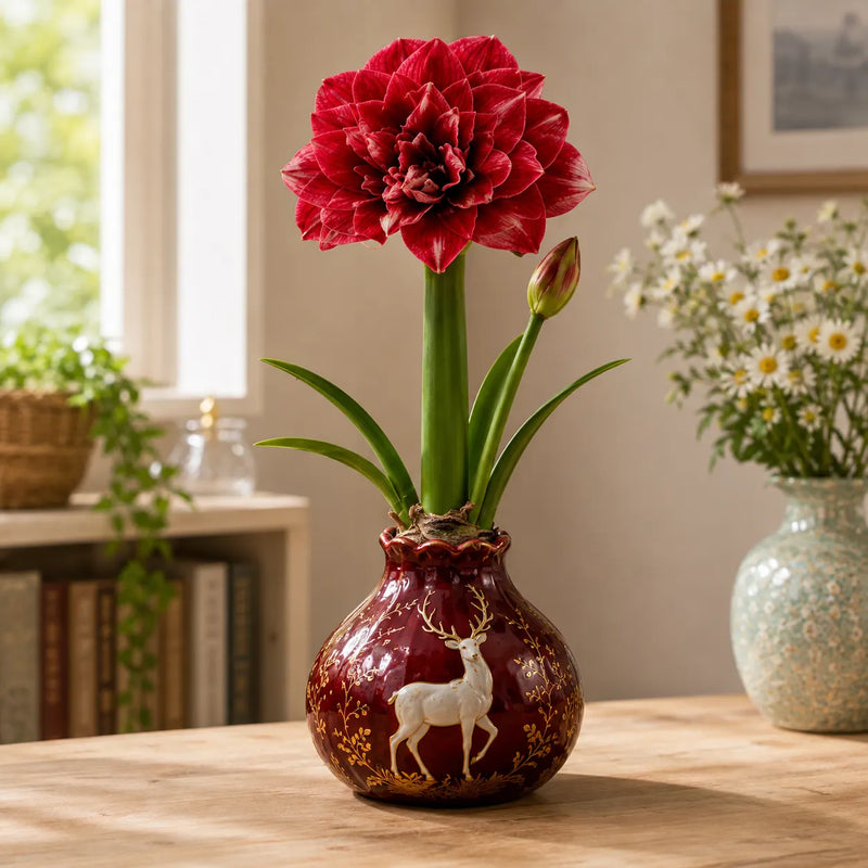 🌺 Waxed Double Amaryllis Bulb – No Soil, No Water, Just Beautiful Blooms – A Unique Holiday Flower Gift 🎁