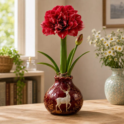 🌺 Waxed Double Amaryllis Bulb – No Soil, No Water, Just Beautiful Blooms – A Unique Holiday Flower Gift 🎁