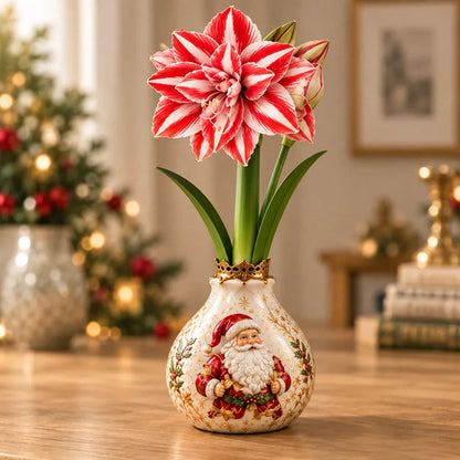 🎄🌺 Holiday Amaryllis Bulbs – No Soil, No Water, Just Watch Them Bloom