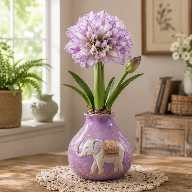 🌺 Waxed Double Amaryllis Bulb – No Soil, No Water, Just Beautiful Blooms – A Unique Holiday Flower Gift 🎁