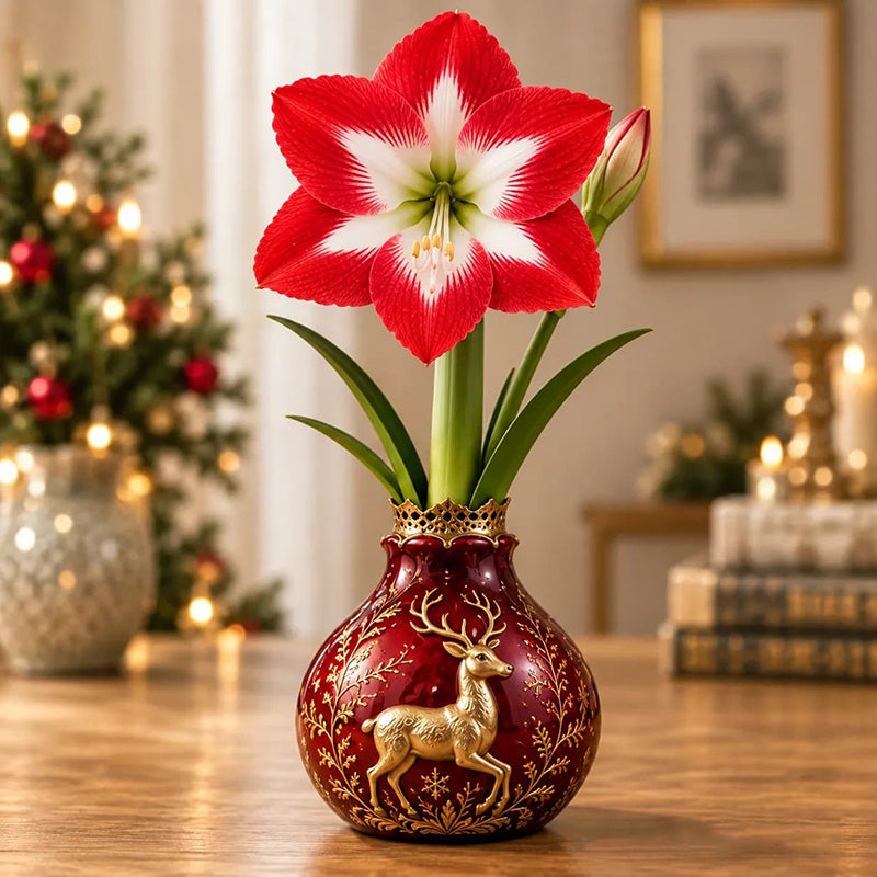 🎄🌺 Holiday Amaryllis Bulbs – No Soil, No Water, Just Watch Them Bloom
