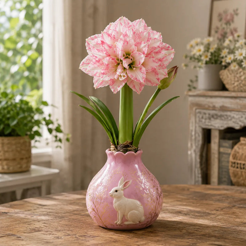 🌺 Waxed Double Amaryllis Bulb – No Soil, No Water, Just Beautiful Blooms – A Unique Holiday Flower Gift 🎁