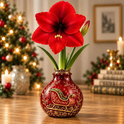 🎄🌺 Holiday Amaryllis Bulbs – No Soil, No Water, Just Watch Them Bloom