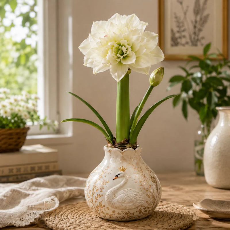 🌺 Waxed Double Amaryllis Bulb – No Soil, No Water, Just Beautiful Blooms – A Unique Holiday Flower Gift 🎁
