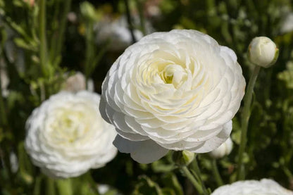 🌸 Grow Bouquet-Quality Flowers at Home with Ranunculus Bulbs 💐