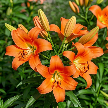🌺🍷Double Perfume Lily Bulbs—Fresh and Sweet
