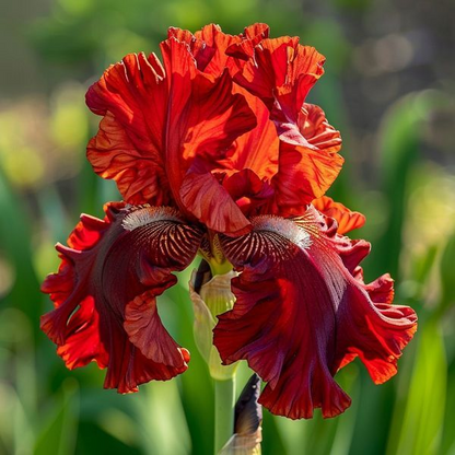 Rare & Exotic Iris Bulbs ⚜️ Unique Blooms That Impress