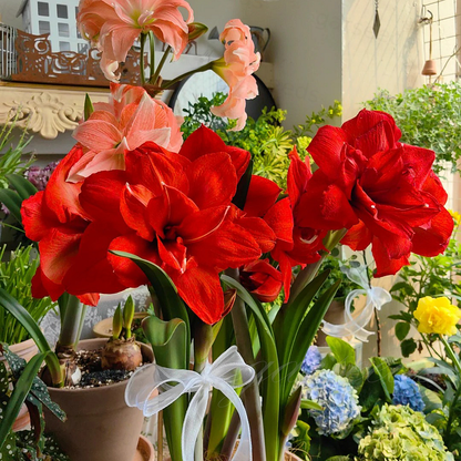 ꙳⋆🫧Giant Double-Flowered Amaryllis Bulbs – Spectacular Blooms This Season!🌼