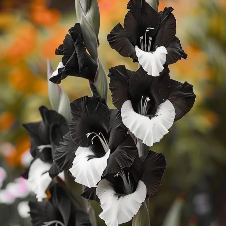 Rare-Colored Gladiolus Bulbs✨🌈The Crown Jewel of Gardens