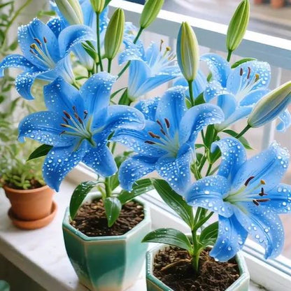 🌺🍷Double Perfume Lily Bulbs—Fresh and Sweet