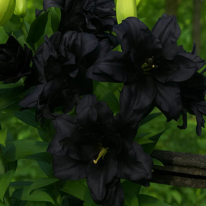 🌺🍷Double Perfume Lily Bulbs—Fresh and Sweet